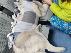 -北京赛佳动物医院