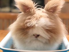 -藦茜花园宠物主题亲子互动体验馆(国顺东路店)