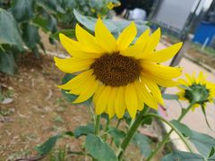 -松山湖梦幻百花洲
