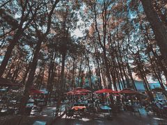 -龙坞茶村