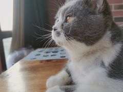 -蓝鲸·缅因猫舍