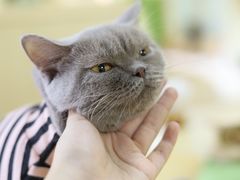-猫和宫(六道口店)