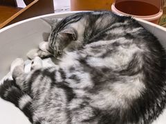 -藏猫猫咖啡主题馆(中央大道店)