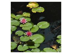 -普陀山慧济禅寺