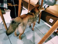 -柴务处·柴犬主题狗咖