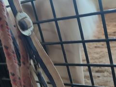 -北京群众马术培训基地