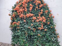 -塔巷