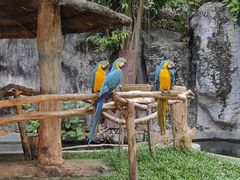 -清迈夜间动物园