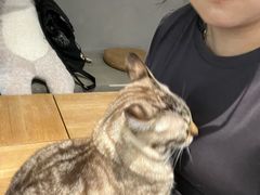 -Cappucimeow猫咪咖啡馆(韦伯时代店)