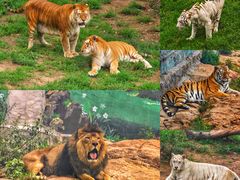 -西霞口神雕山野生动物世界