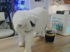 -平行世界·猫咖(首经贸店)