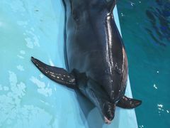-尼莫海豚馆