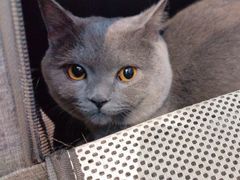 -BABIT巴比特宠物(MOMOPARK店)