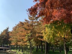 -上海滨江森林公园