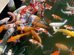 -南宫五洲植物乐园