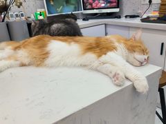 -喵园·猫主题咖啡厅·撸猫·猫咖(国贸店)