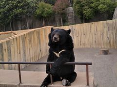 -东方熊牧场