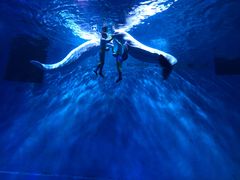 -芜湖新华联大白鲸海洋公园