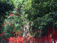 -西湖风景区十里琅珰-五云山