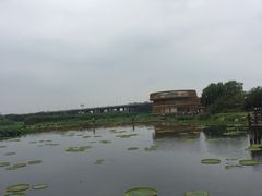 -荷塘月色湿地公园·向阳花洲