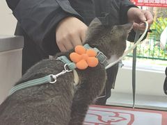 -御宝贝24h宠物医院·转诊中心·CT核磁血透中心(厦门总院)