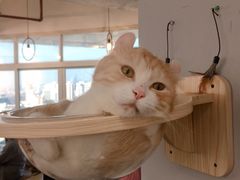 -Heymao猫咖.咖啡厅(东门店)
