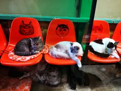 -猫咪博物馆(顶澳仔猫街店)