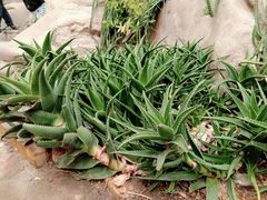 -北京植物园-展览温室