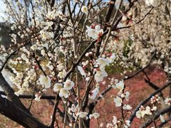 -昆山城市生态森林公园