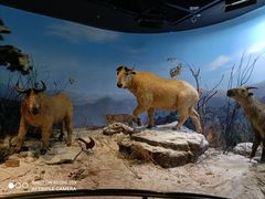 -陕西自然博物馆