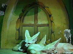 -萌宠奇缘(荣鼎店)