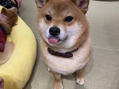 -逗柴咖啡屋·狗咖猫咖宠物桌游