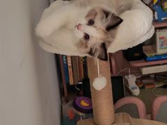 -宠颐生宠物医院·异宠猫科内科·诊疗中心宠巢店