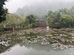 -野象谷景区