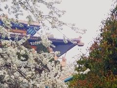 -武汉大学-樱园