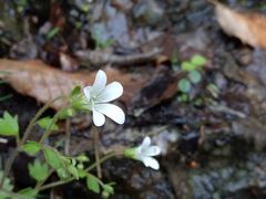 -洛阳白云山景区