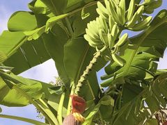 -云溪植物园