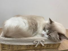 -瞄一喵猫咖(格力海岸店)