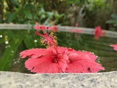 -三亚珠江南田温泉度假区