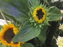 -鲜道寿司(无锡苏宁店)