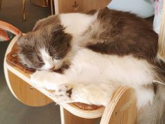 -飞行喵MR PILOT|猫舍·猫咖(静安大融城店)