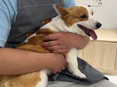 -鼎级派宠物(中南店)