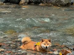 -西岭雪山大飞水景区