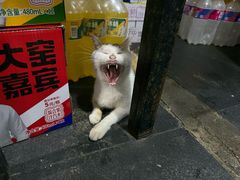 -重庆特色冷锅鱼(武大店)