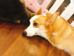 -柯斗斗主题餐厅·狗咖·围炉煮茶·茶饮(国瑞升平里店)