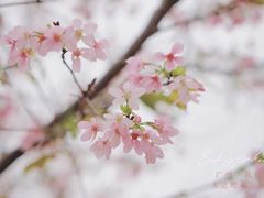 -天适樱花悠乐园