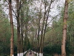 -合肥滨湖国家森林公园