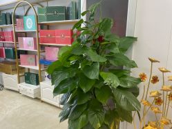 -宝妈港湾·妙初产后恢复(西局店)