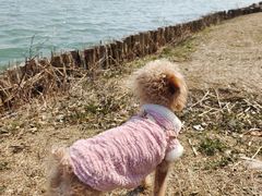 -阳澄湖半岛旅游度假区