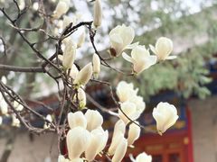 -湘子庙